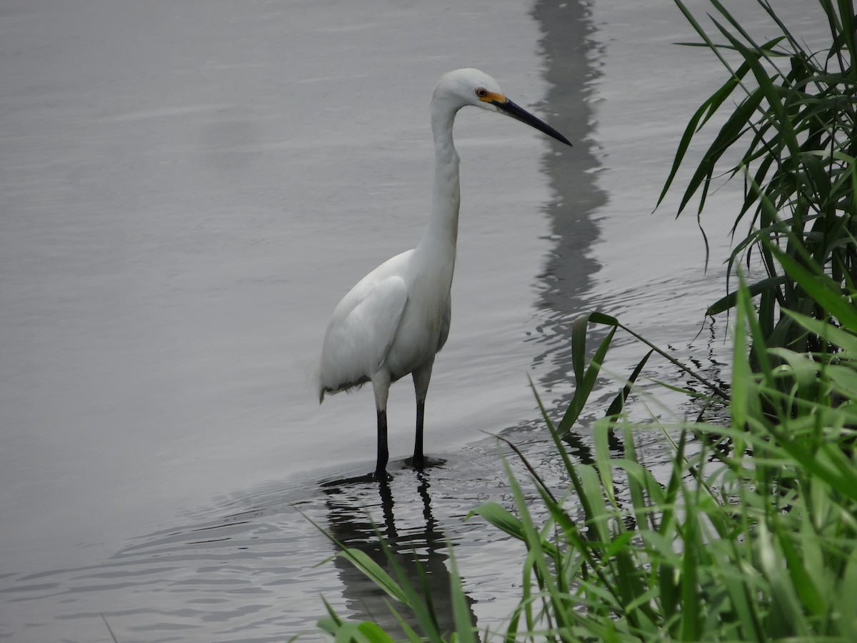 Snowy Egret - ML543426901