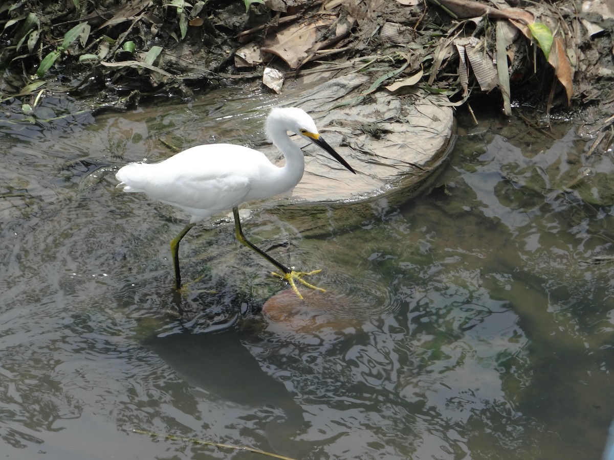 Aigrette neigeuse - ML543426911