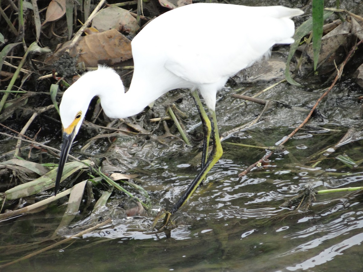 Snowy Egret - Almir Maia