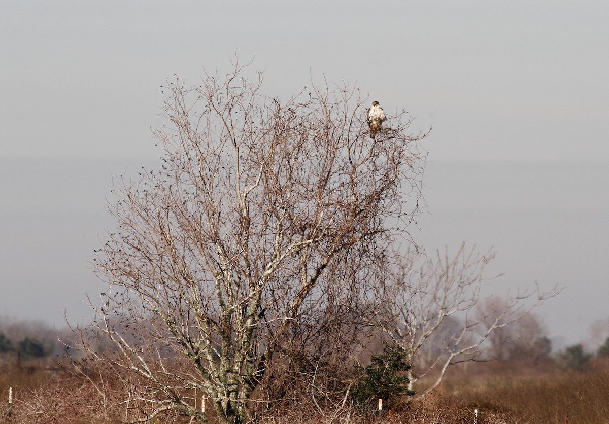 Ferruginous Hawk - ML543427731