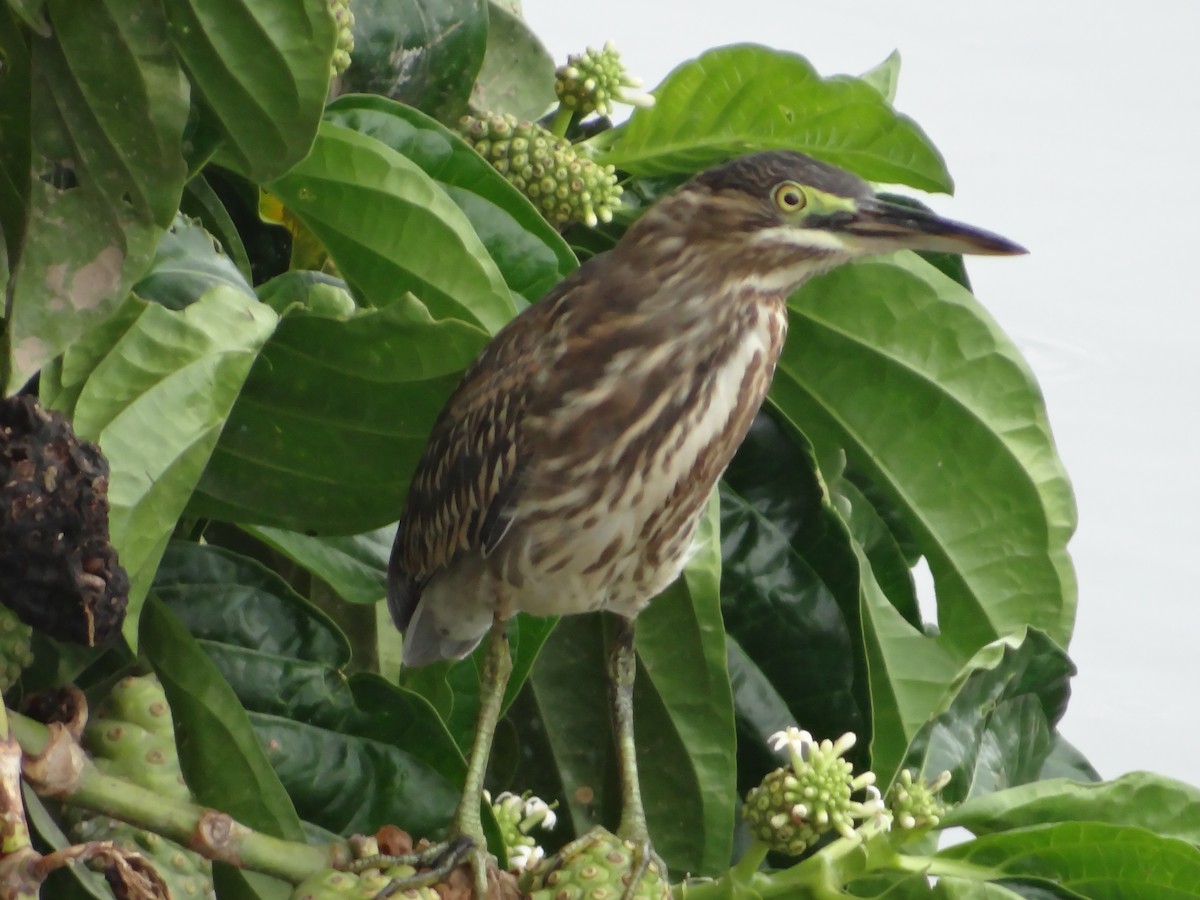 Striated Heron - Almir Maia