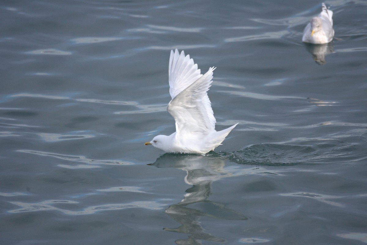 Goéland arctique (kumlieni/glaucoides) - ML543431831