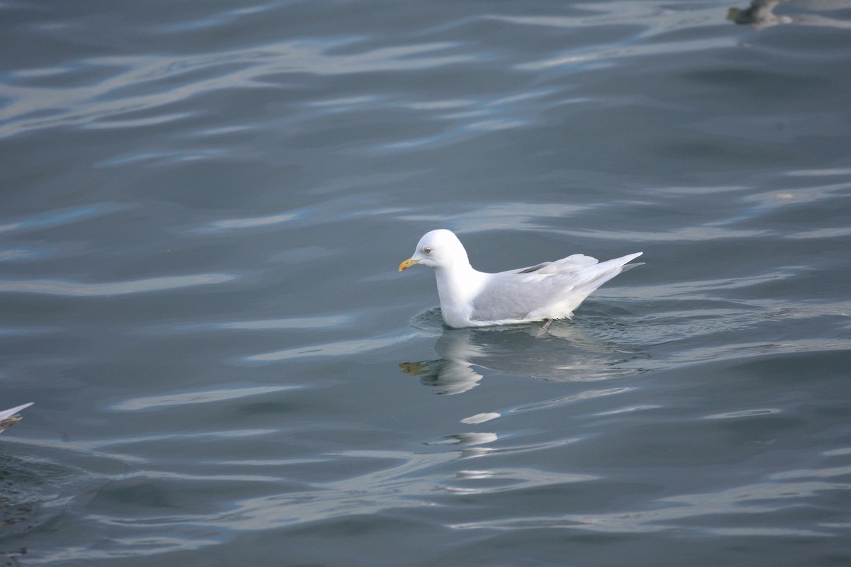 Goéland arctique (kumlieni/glaucoides) - ML543431841