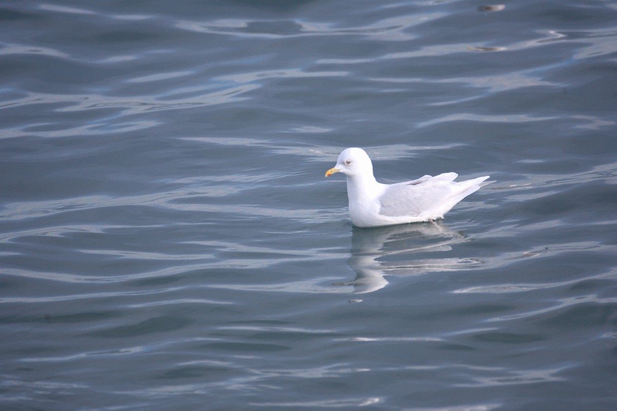 Goéland arctique (kumlieni/glaucoides) - ML543431851