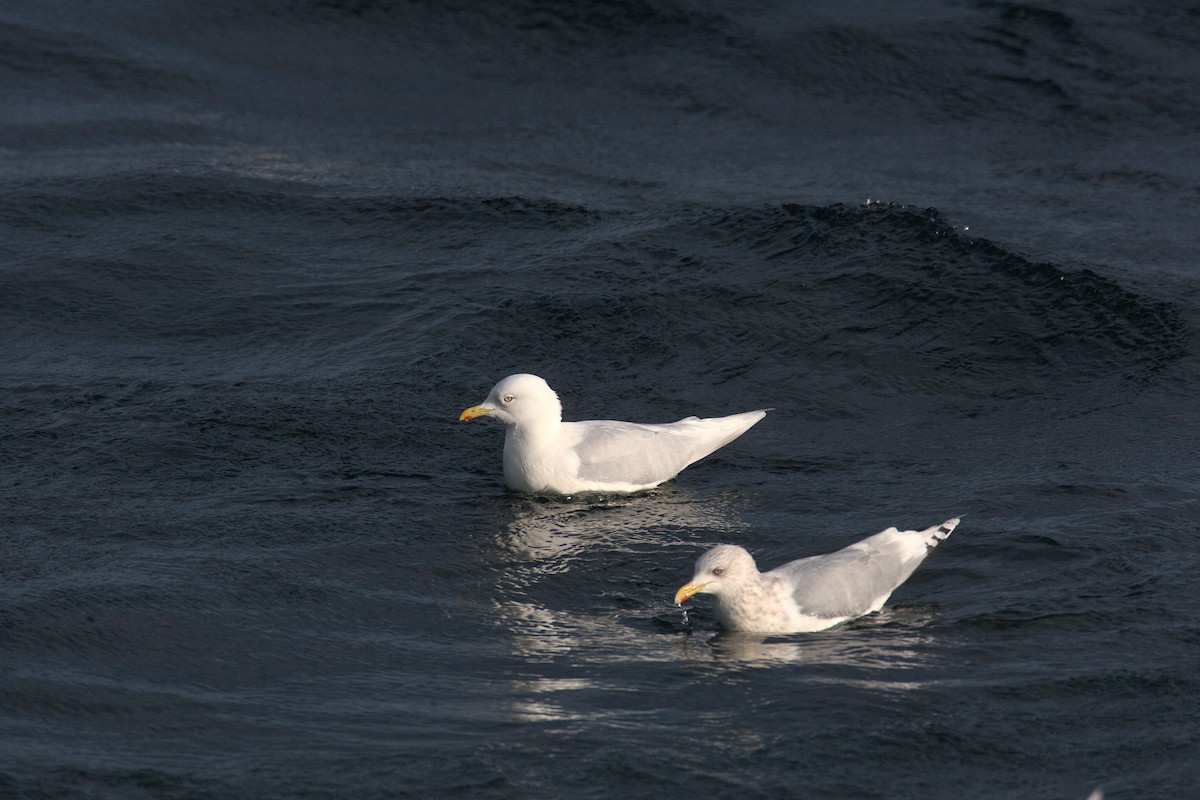 Goéland arctique (kumlieni/glaucoides) - ML543431871