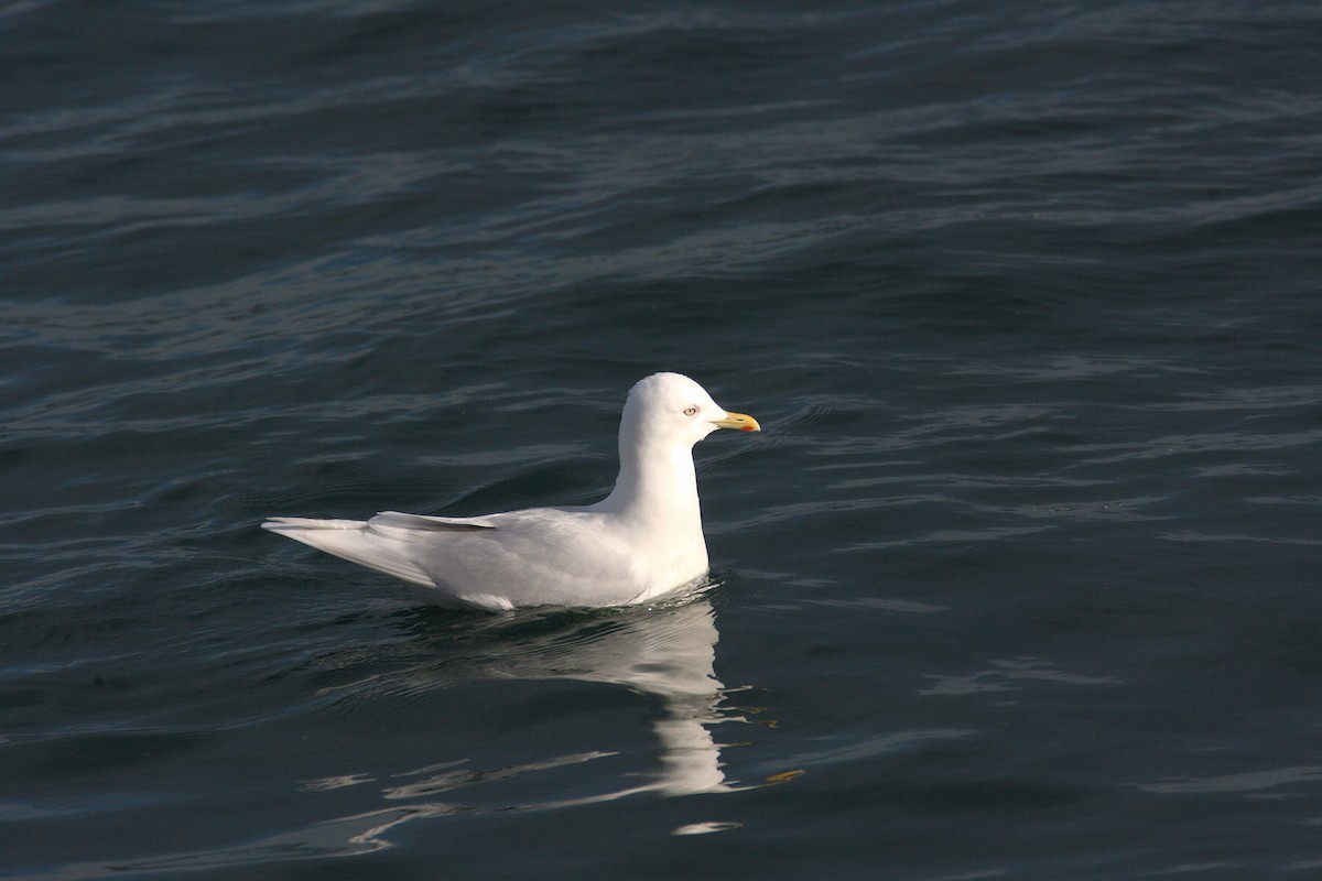 Goéland arctique (kumlieni/glaucoides) - ML543431881