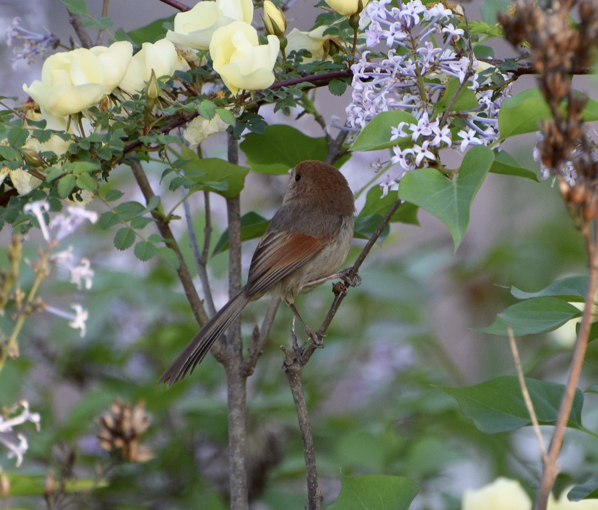 Vinous-throated Parrotbill - John Bruin