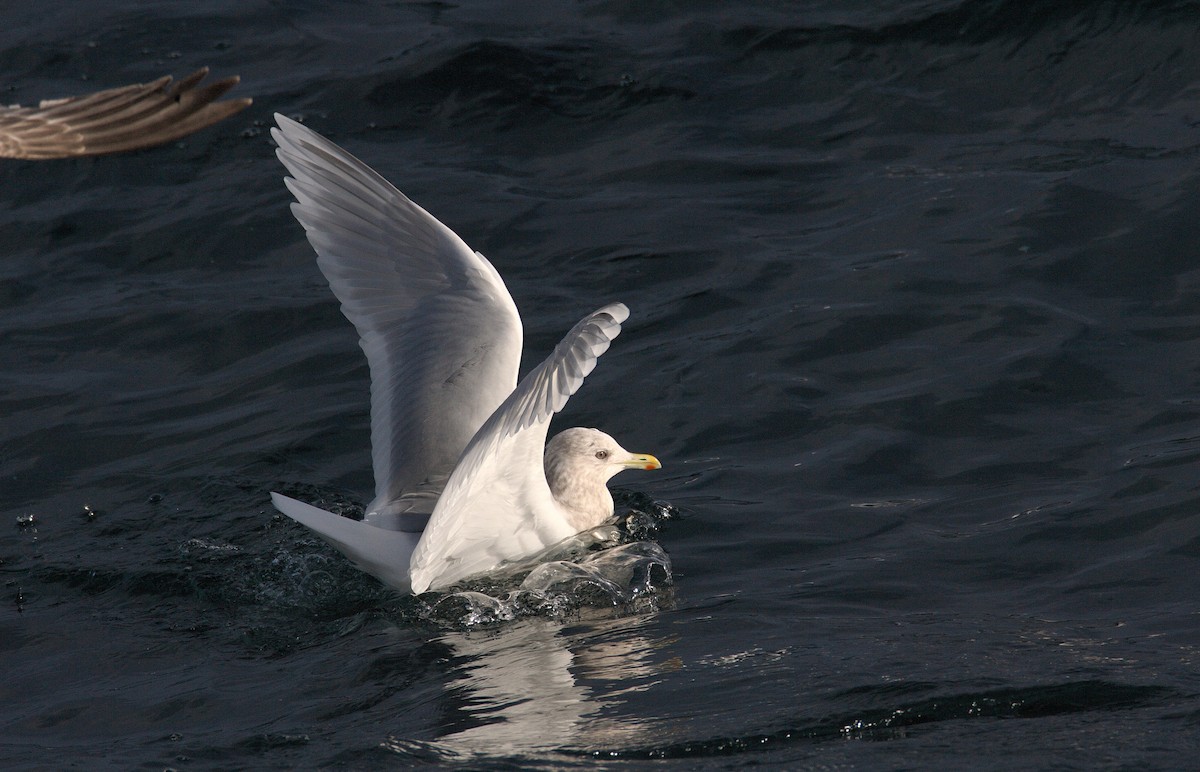 Goéland arctique (kumlieni) - ML543432051