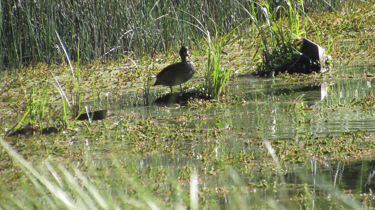 Yellow-billed Pintail - ML543433981