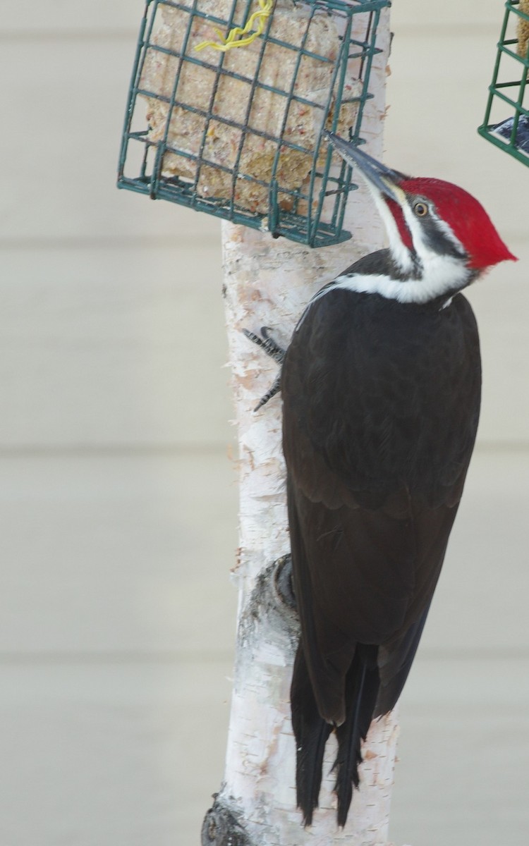 Pileated Woodpecker - ML543434021