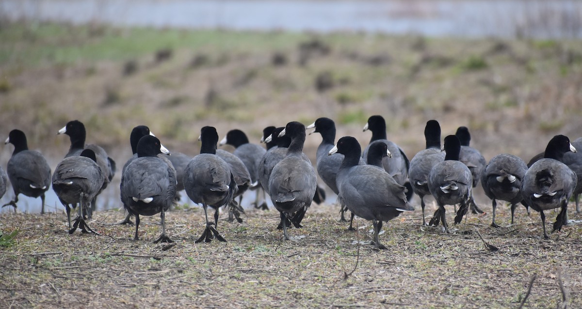 American Coot - ML543434061