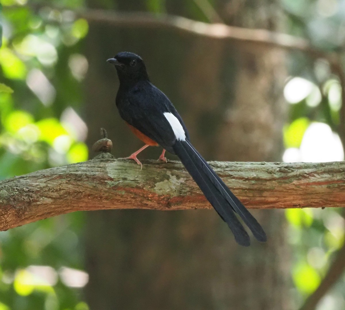 White-rumped Shama - ML543434881