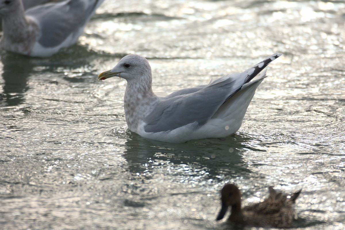 Gaviota Groenlandesa (thayeri/kumlieni) - ML543435151