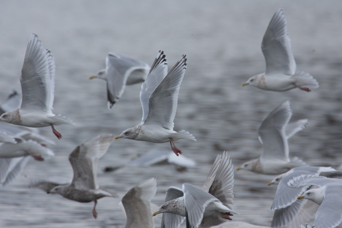 Iceland Gull (thayeri/kumlieni) - ML543435171