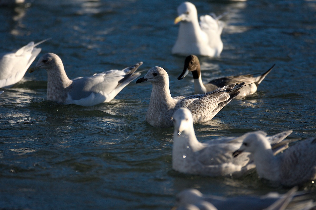 Gaviota Groenlandesa (thayeri/kumlieni) - ML543435181