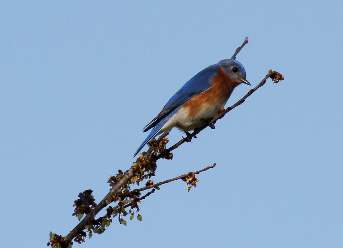 Eastern Bluebird - ML543435291