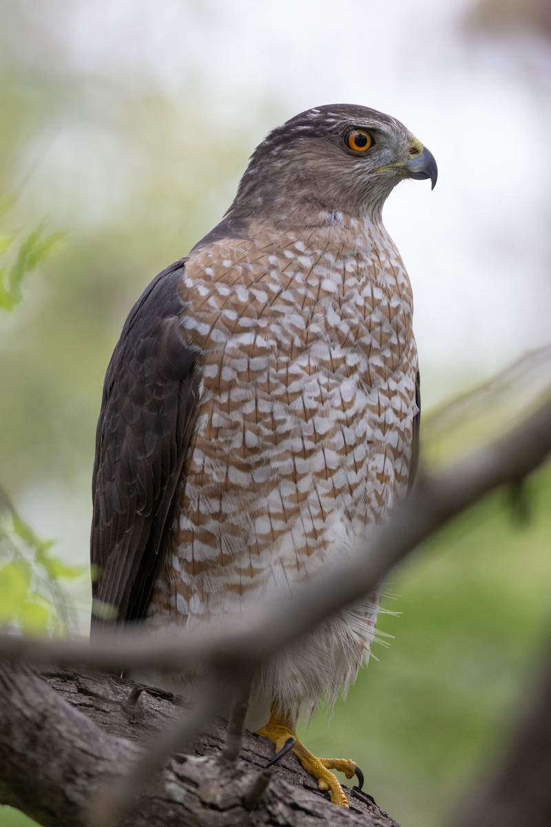 Cooper's Hawk - ML543435371