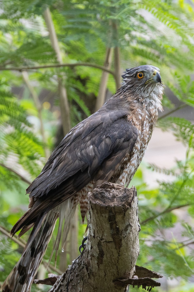 Cooper's Hawk - ML543435391