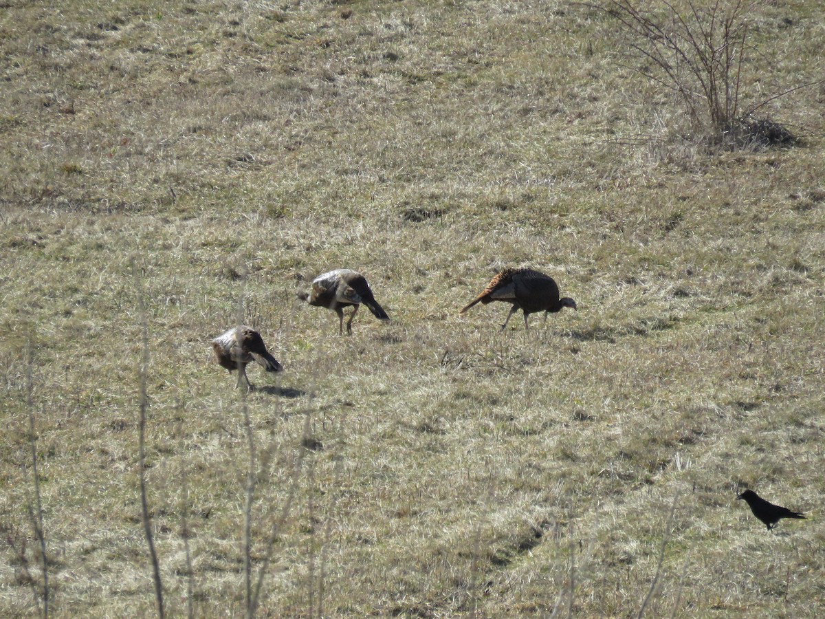 Wild Turkey - ML54343601