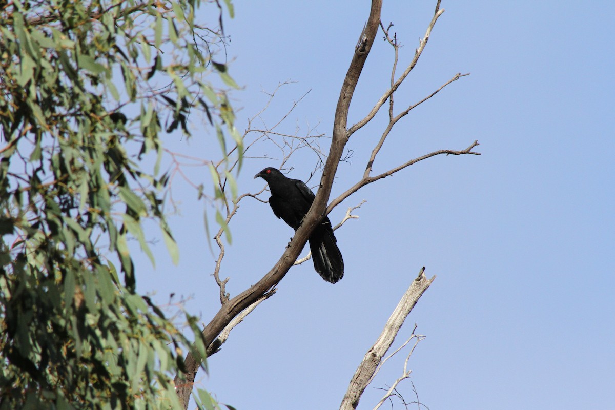 White-winged Chough - ML54343611