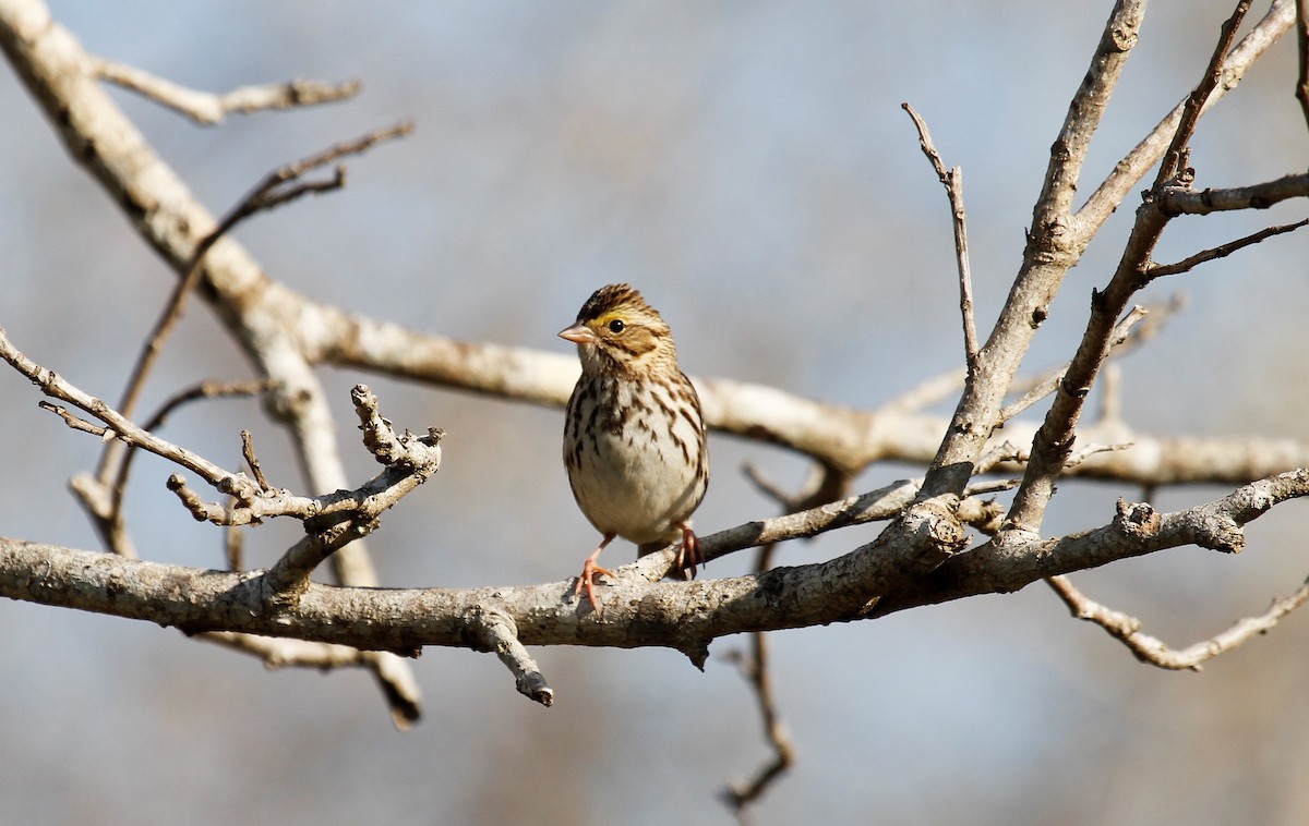 Savannah Sparrow - ML543436151