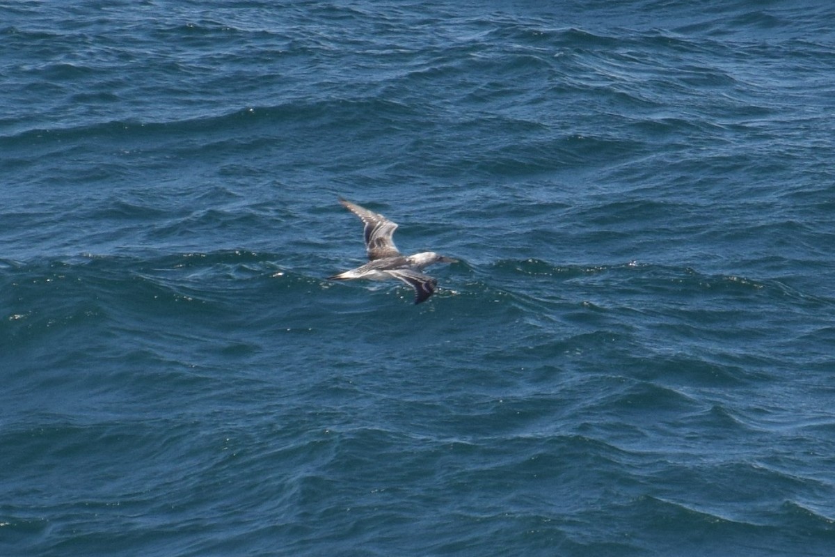 Australasian Gannet - ML54343631