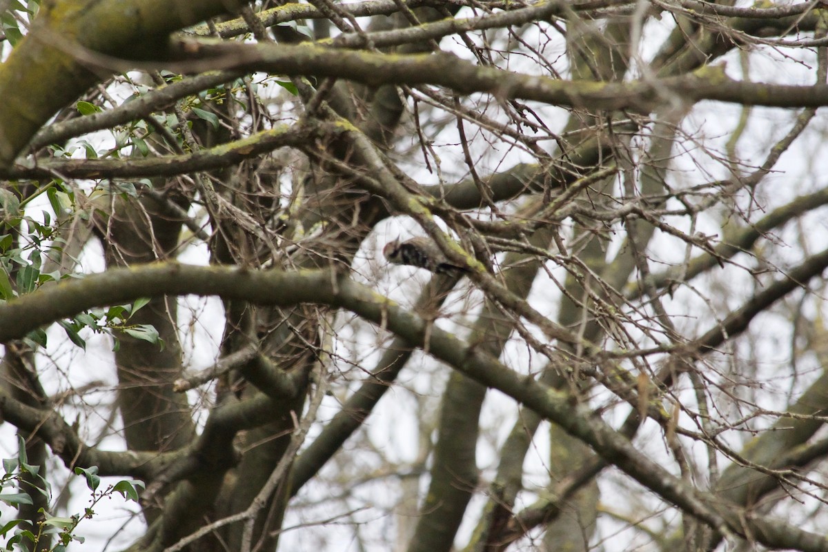 Lesser Spotted Woodpecker - ML543437271
