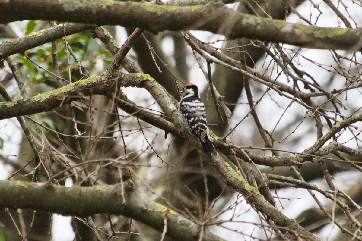 Lesser Spotted Woodpecker - ML543437281