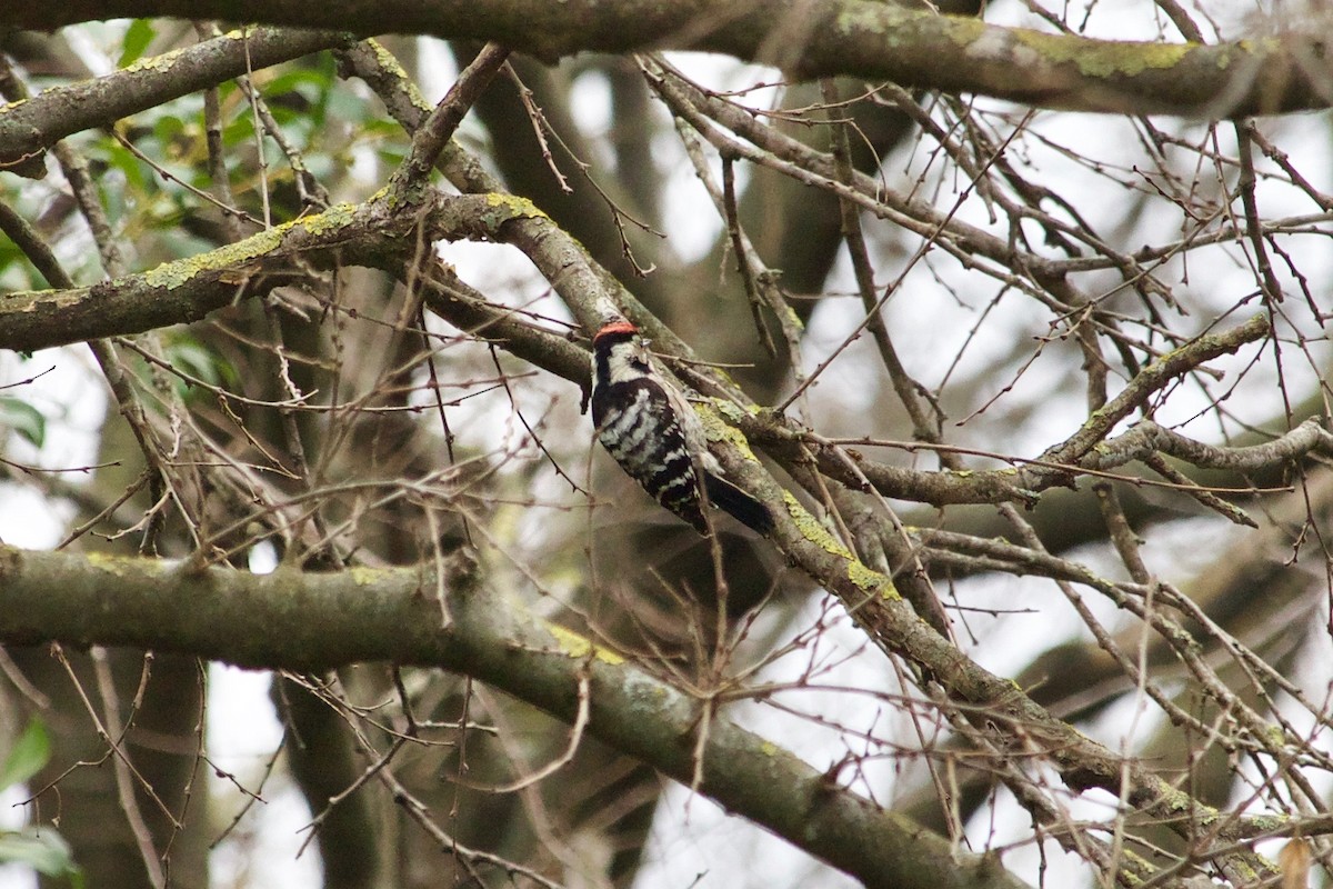 Lesser Spotted Woodpecker - ML543437291
