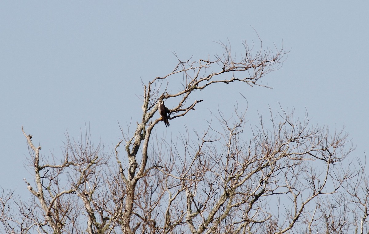 Peregrine Falcon - ML543437401