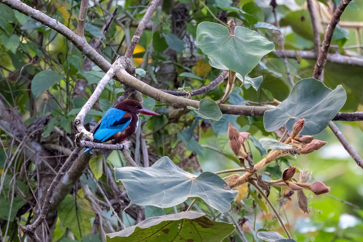 White-throated Kingfisher - Sean Agrodnia