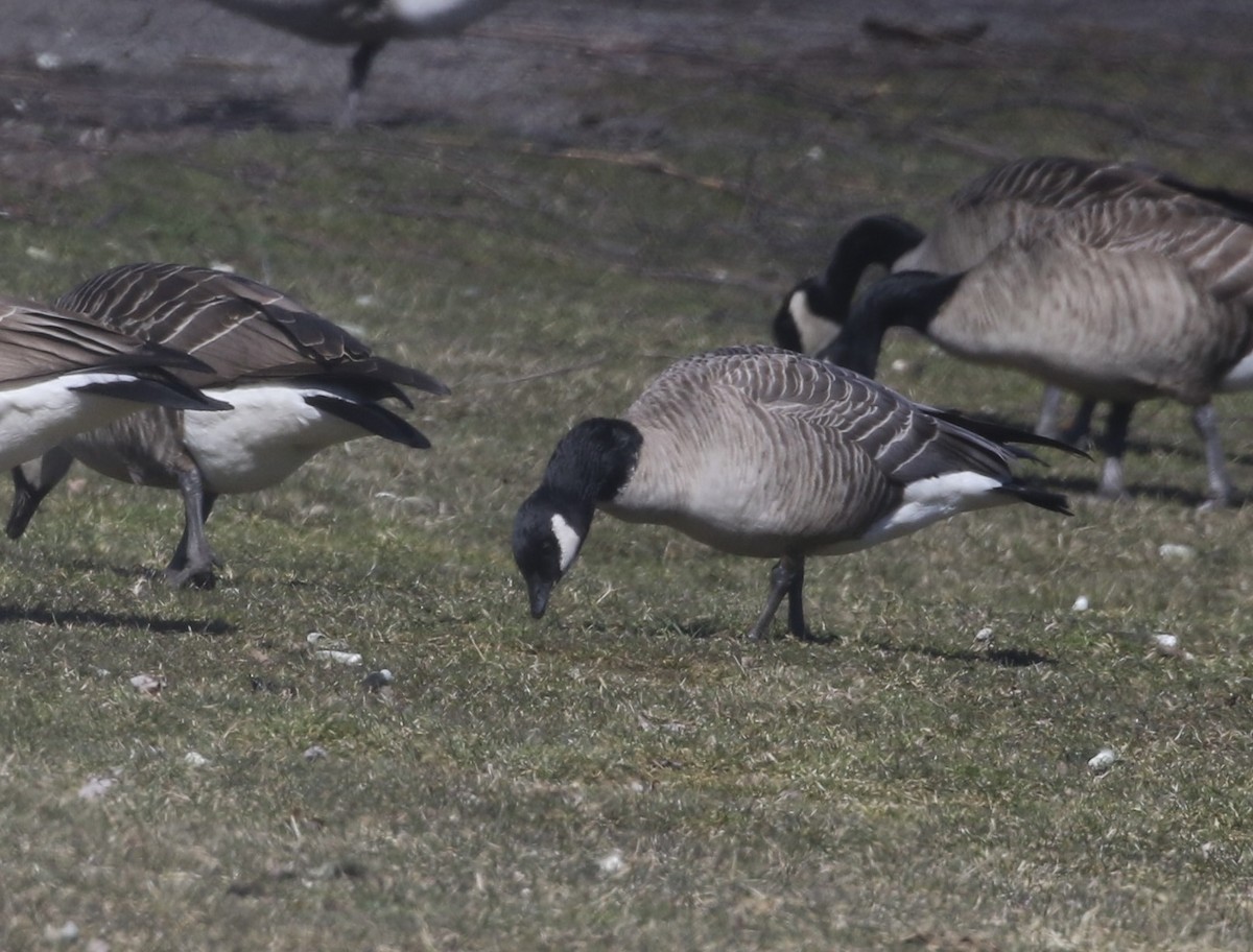 berneška malá (ssp. hutchinsii) - ML543439281