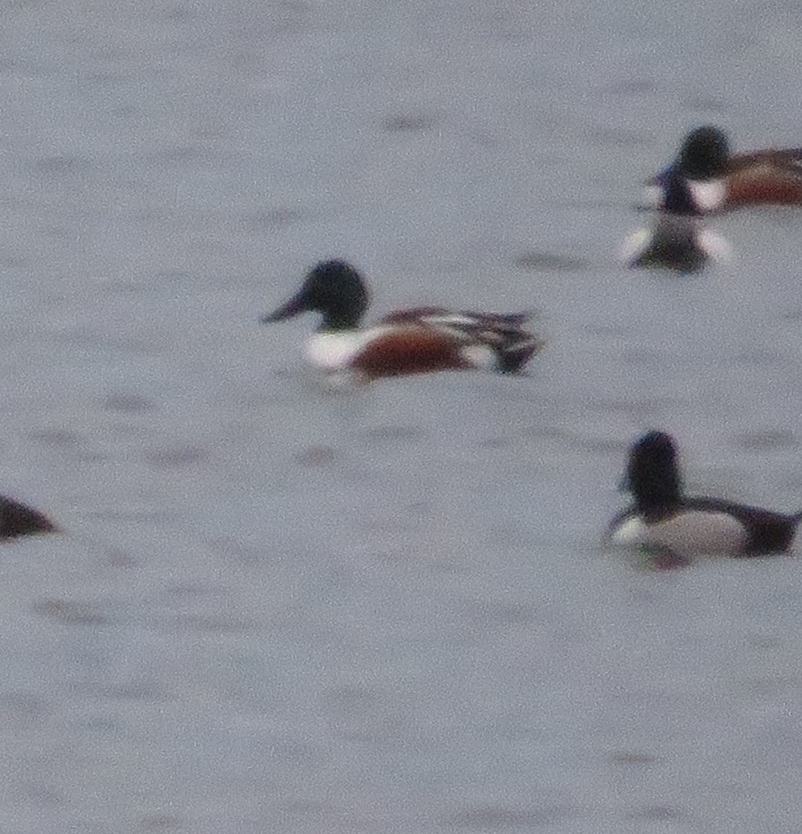 lžičák pestrý - ML543440521