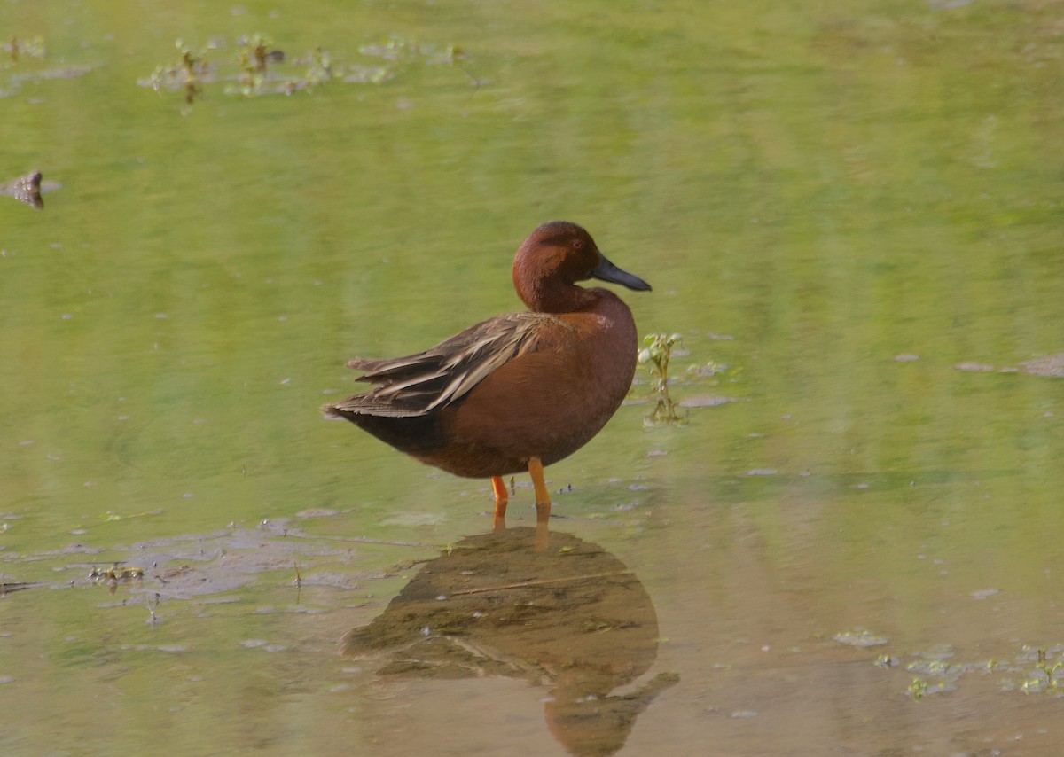 Cinnamon Teal - Allen Bond