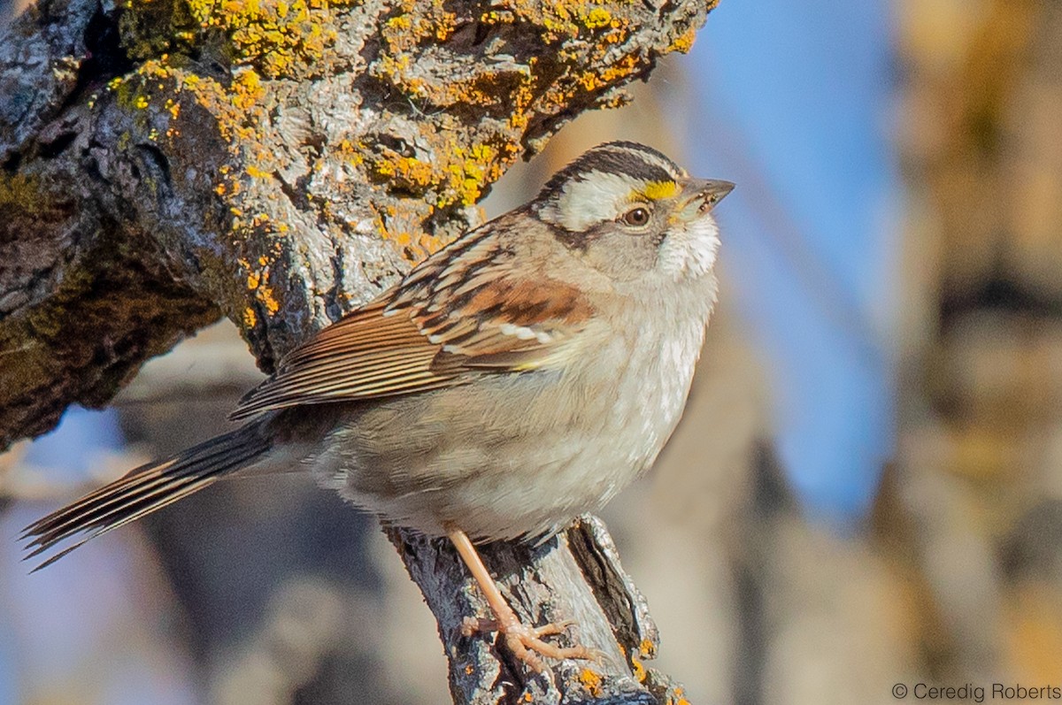 White-throated Sparrow - ML543441241