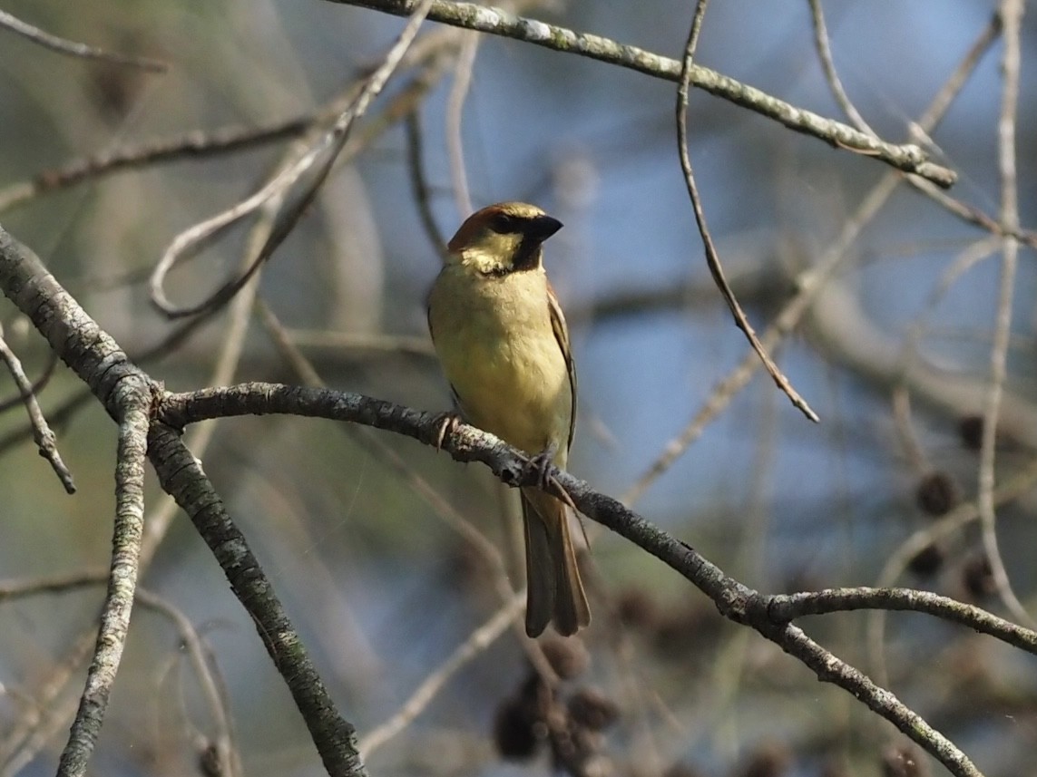 Plain-backed Sparrow - ML543441421
