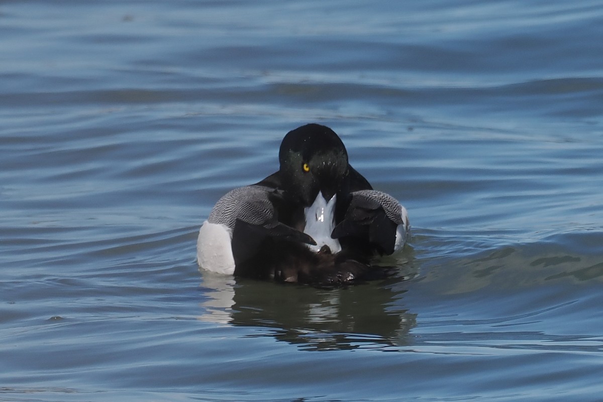 Greater Scaup - ML543442781