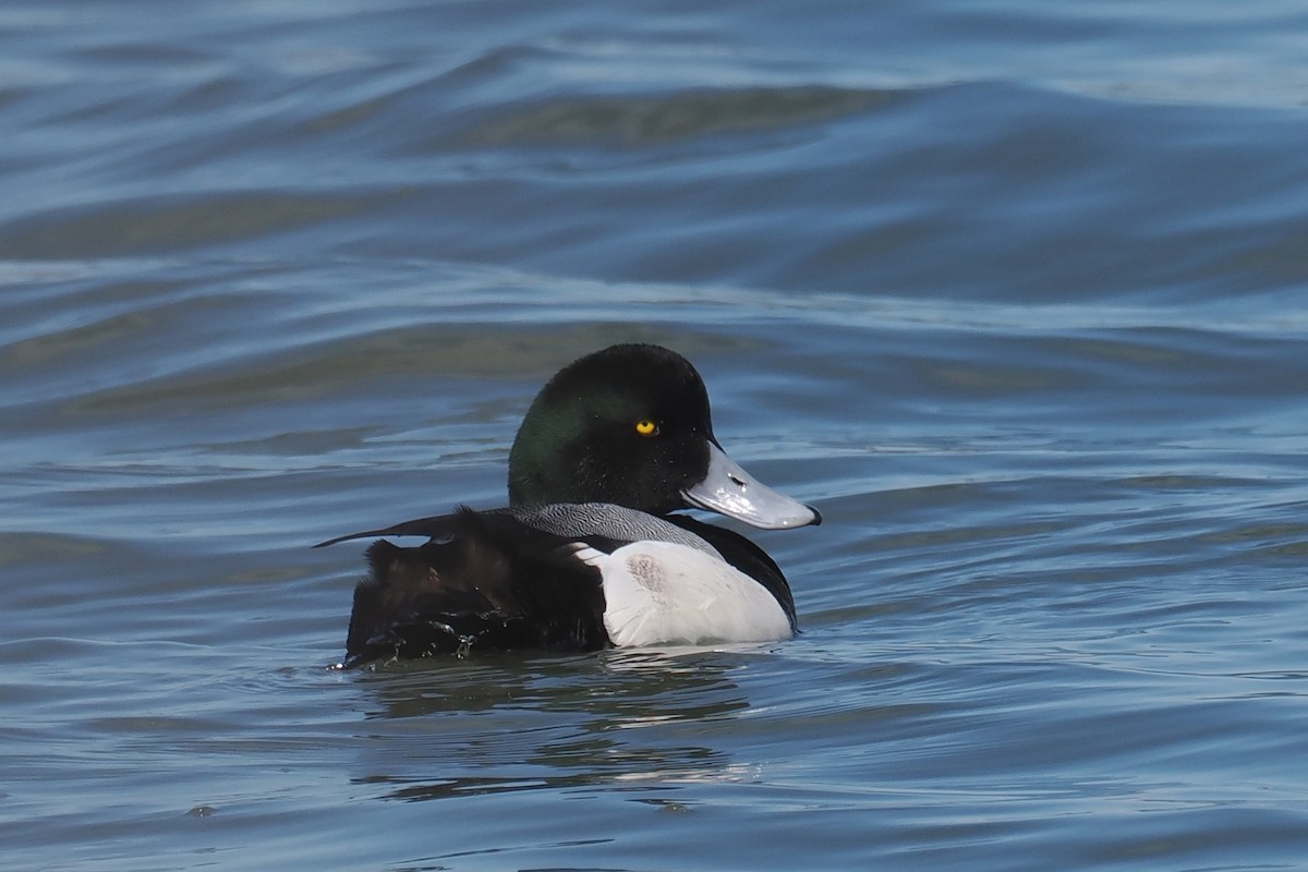Greater Scaup - ML543442791