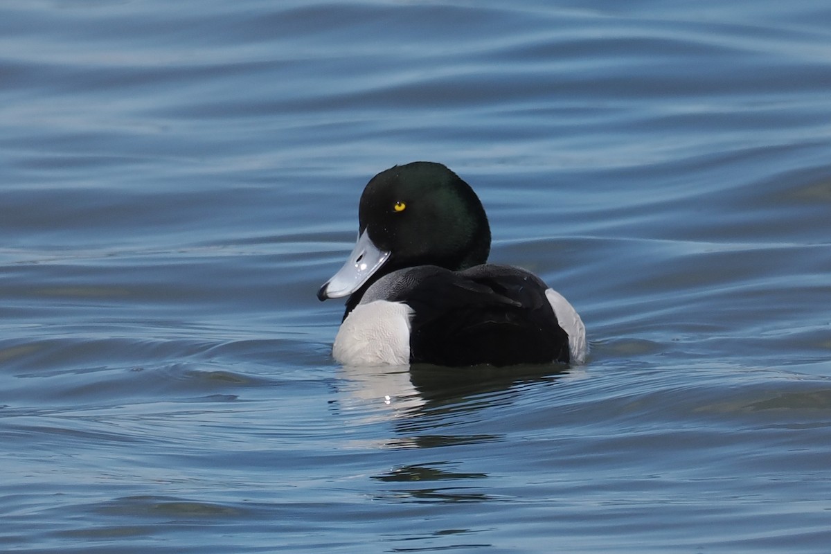 Greater Scaup - ML543442801