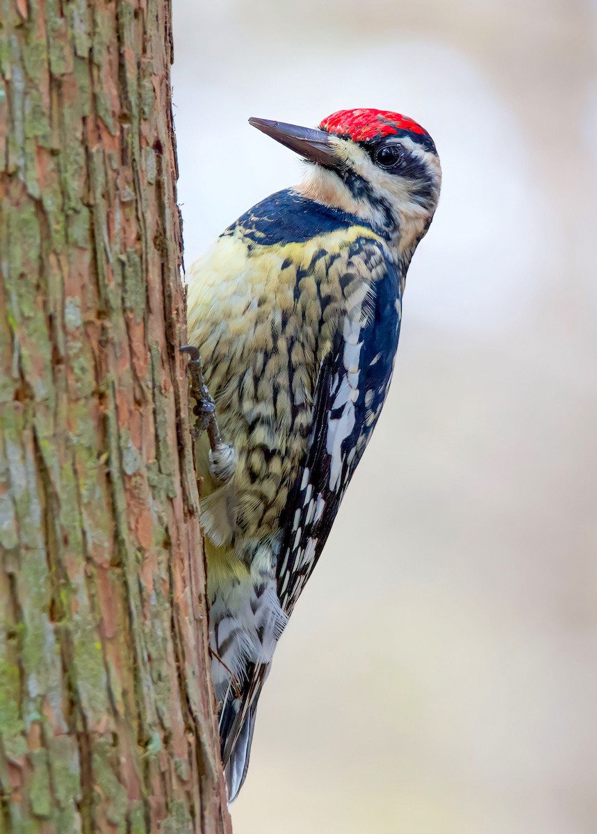 Yellow-bellied Sapsucker - ML543444011