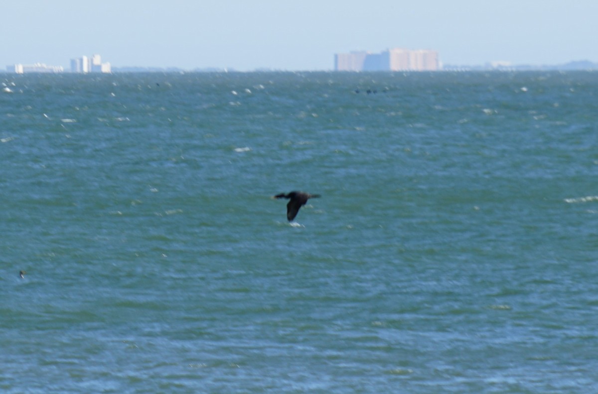 Double-crested Cormorant - ML543444321