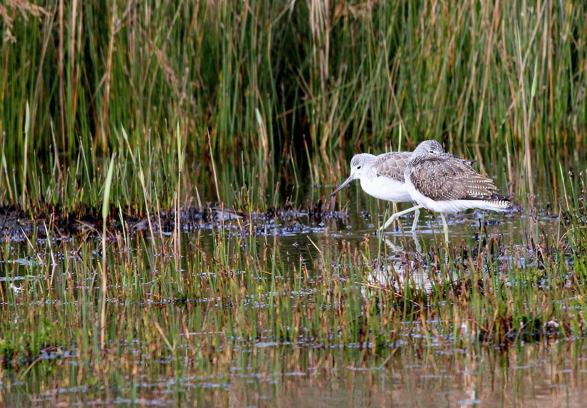 Common Greenshank - ML54344441