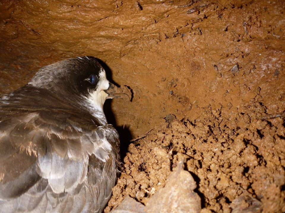 Hawaiian Petrel - Oscar Johnson