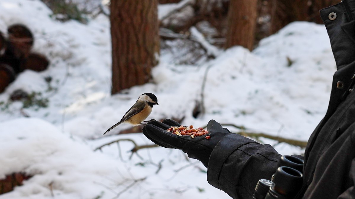 Black-capped Chickadee - ML543445881