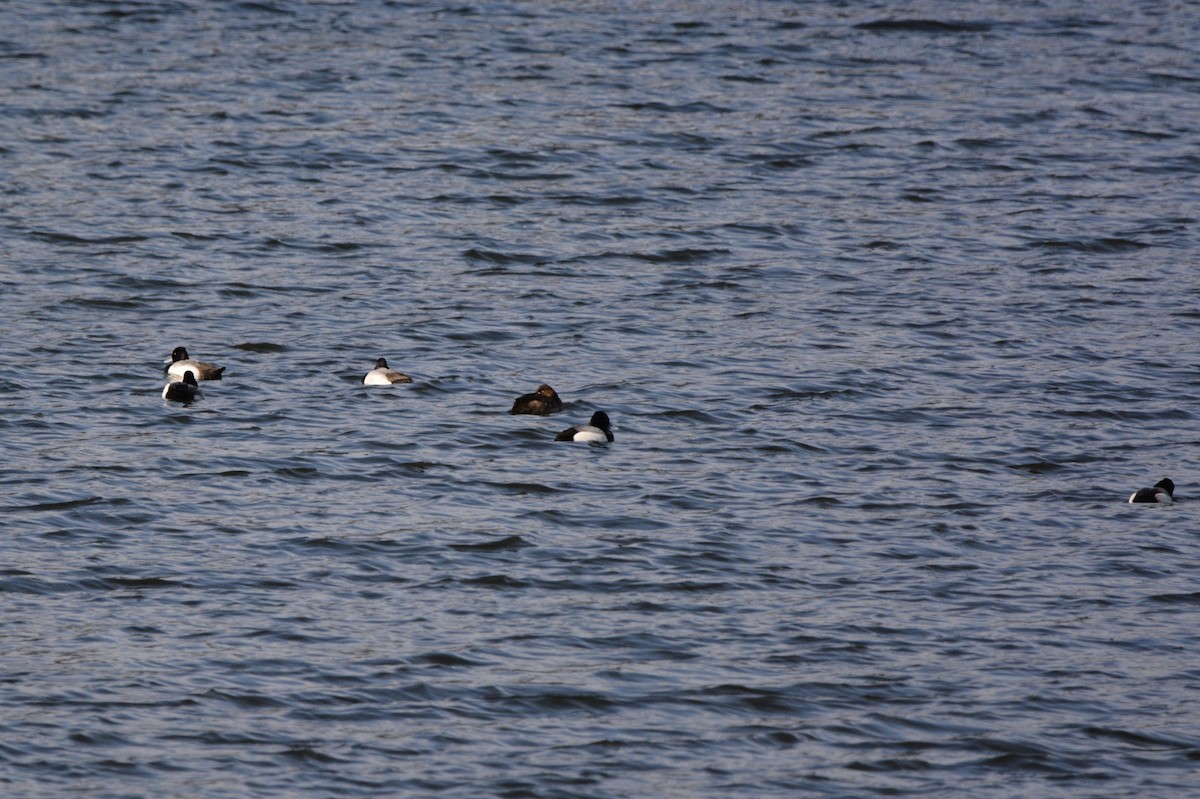 Lesser Scaup - ML543446331