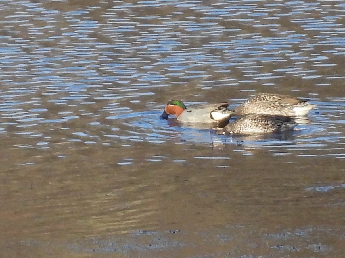 Ногоохон нугас - ML543447781