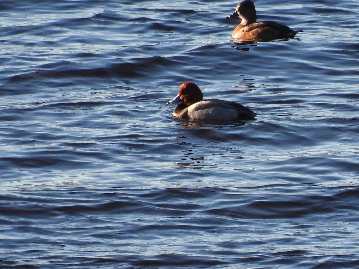 Redhead - ML543447931