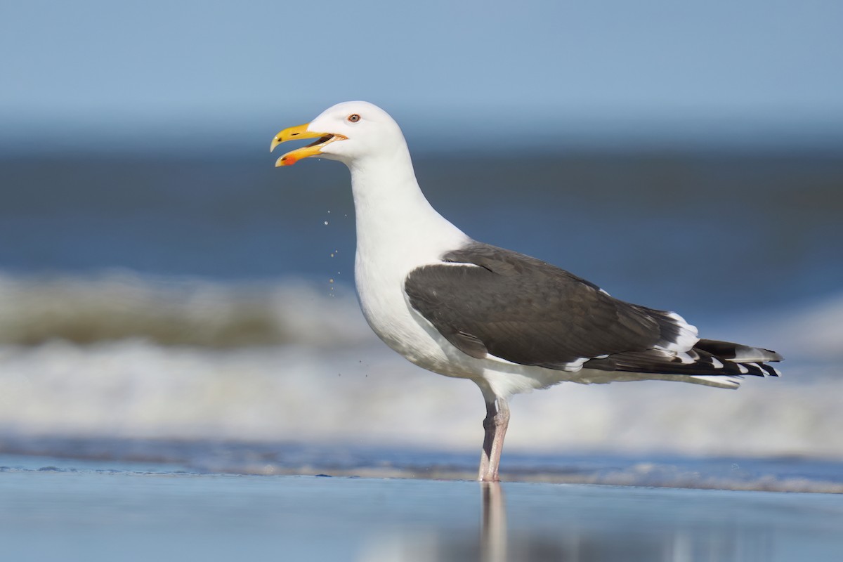 Great Black-backed Gull - ML543448951