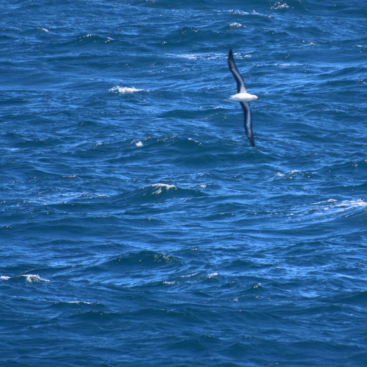 Black-browed Albatross - ML543450401
