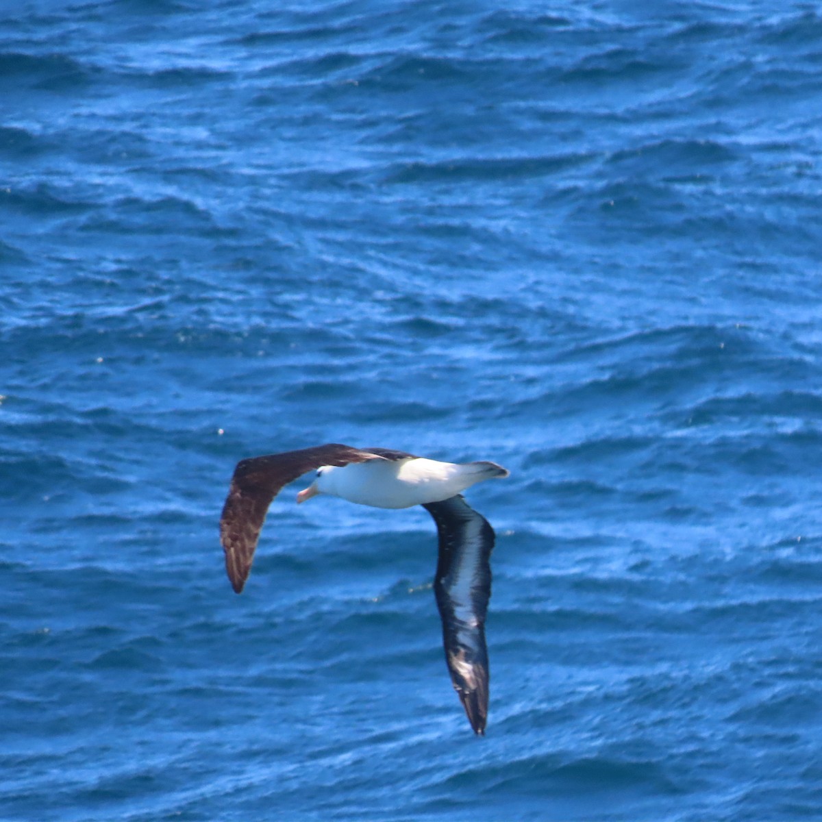 Black-browed Albatross - ML543450441